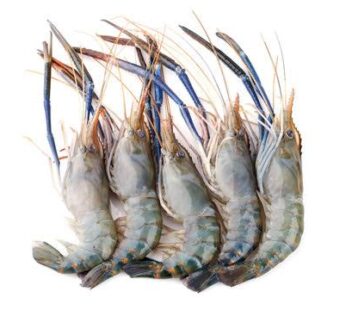 River prawn