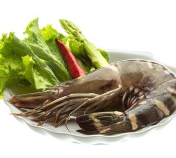 Tiger prawn